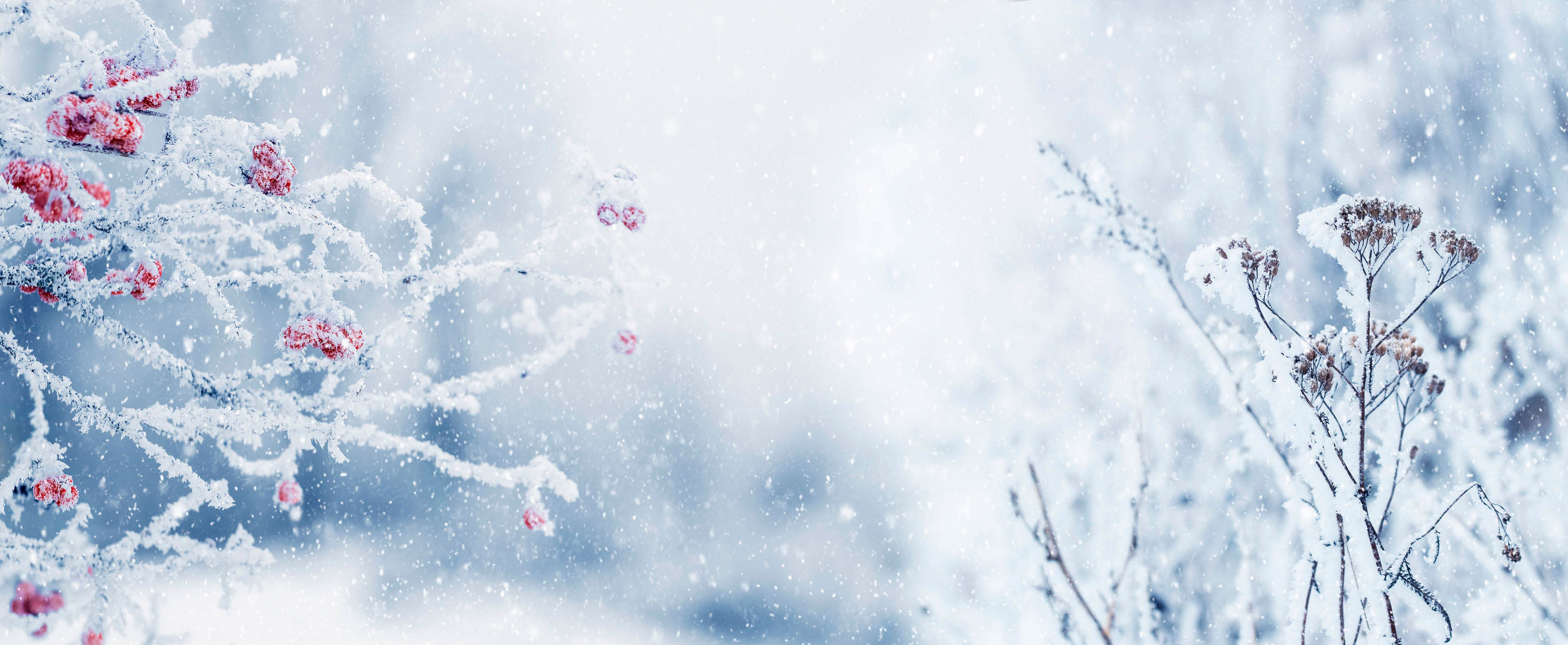 Winter Christmas background with frost-covered viburnum bush and dry vegetation on blurred background during snowfall