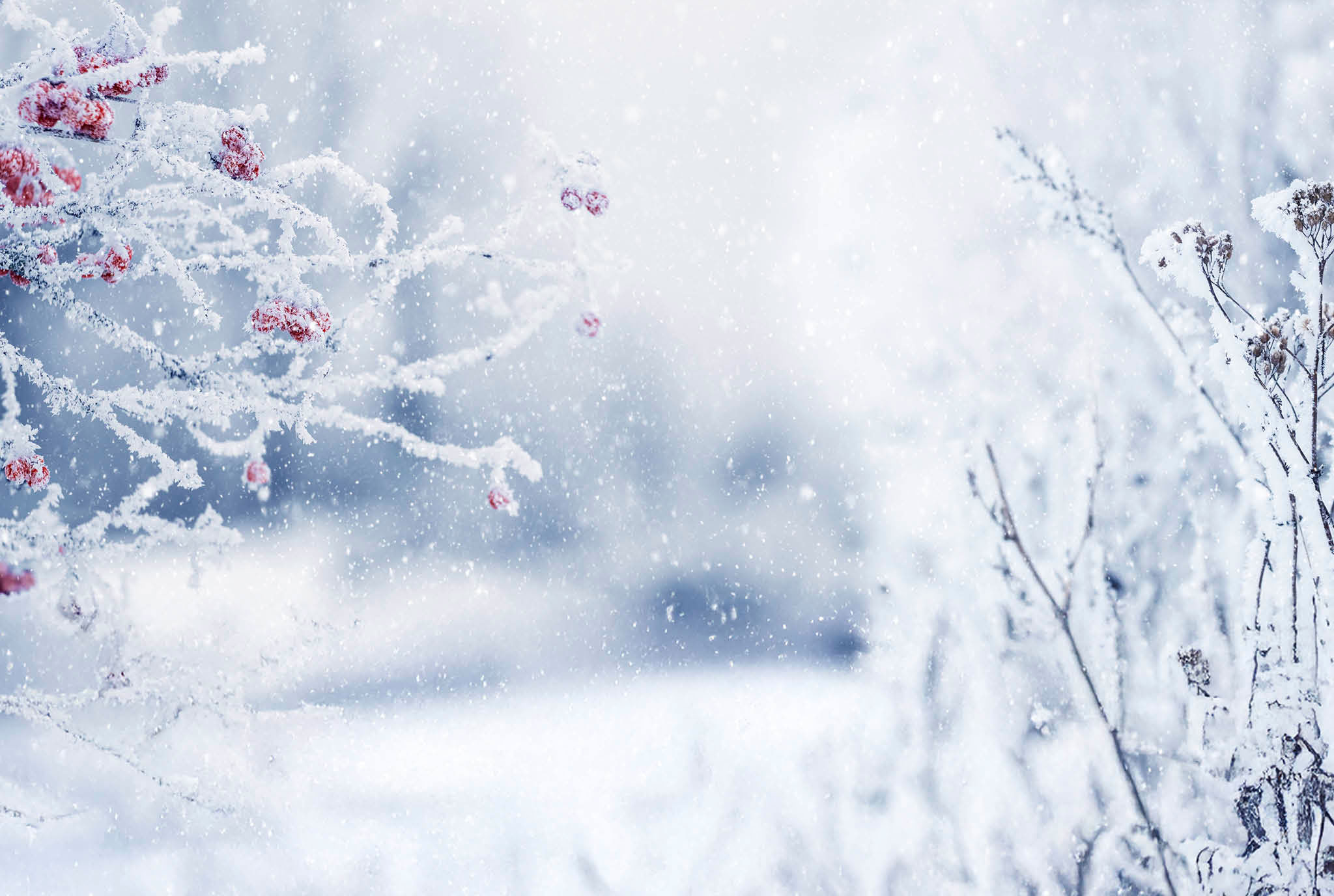 Winter Christmas background with frost-covered viburnum bush and dry vegetation on blurred background during snowfall