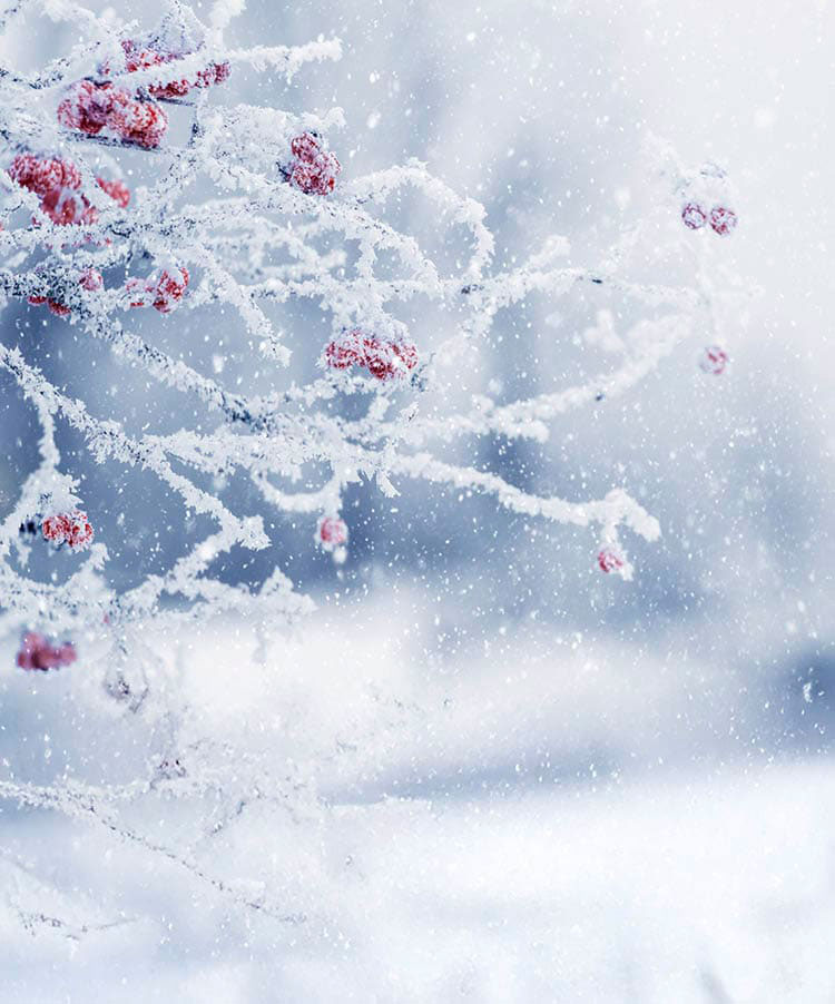 Winter Christmas background with frost-covered viburnum bush and dry vegetation on blurred background during snowfall
