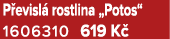 P evisl rostlina „Potos“ 1606310 619 K 