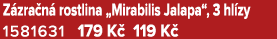 Z zra n rostlina „Mirabilis Jalapa“, 3 hl zy 1581631 179 K  119 K 