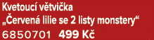 Kvetouc v tvi ka „ erven  lilie se 2 listy monstery“ 6850701 499 K 