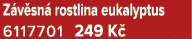 Z v sn rostlina eukalyptus 6117701 249 K 