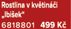 Rostlina v kv tin i „Ibi ek“ 6818801 499 K 