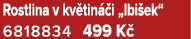 Rostlina v kv tin i „Ibi ek“ 6818834 499 K 