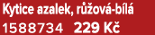 Kytice azalek, r ov  b l  1588734 229 K 