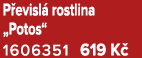 P evisl rostlina „Potos“ 1606351 619 K 